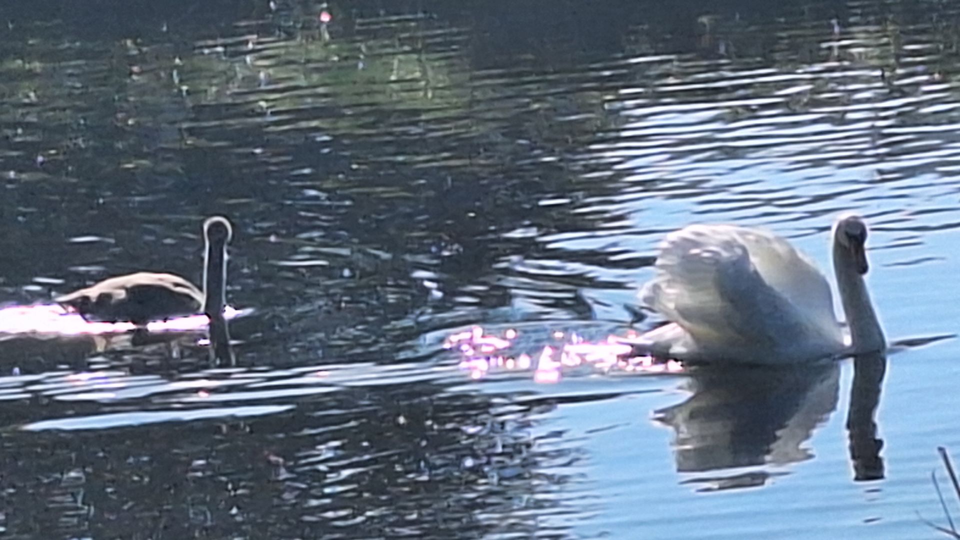 Swan family on the Chess   